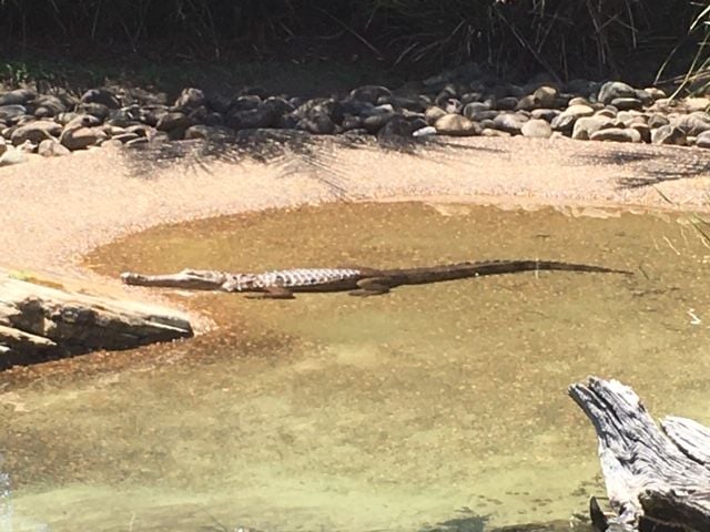 Symbio Wildlife Park - Thursday 15th October, 2020 Image -5f8d03bc35b35